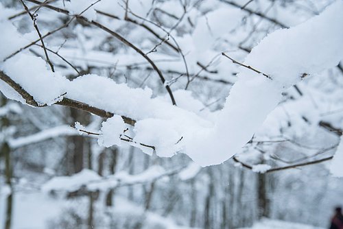 schneebedeckte Äste